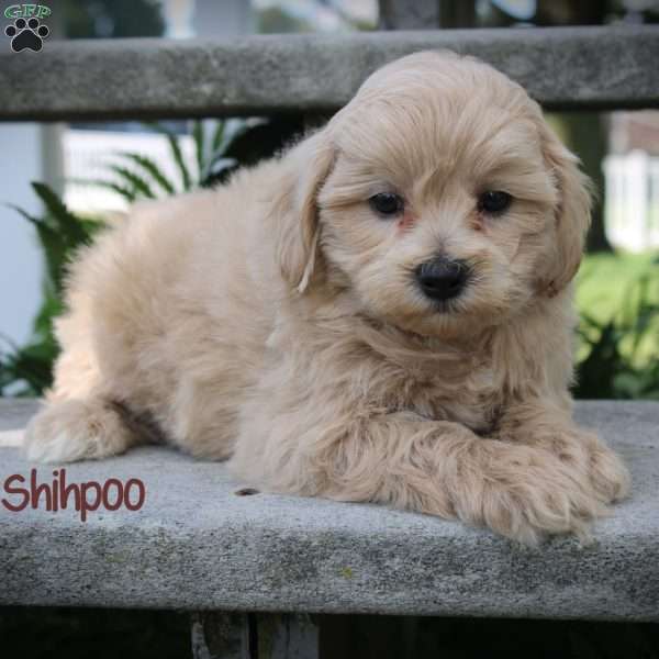 Chip, Shih-Poo Puppy